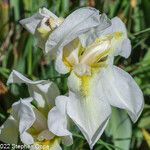 Iris albicans Kvet