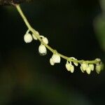 Elaeocarpus rotundifolius फूल