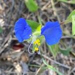 Commelina erectaBlomst