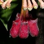 Marcgravia nepenthoides Fruit