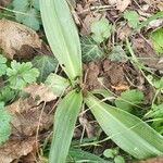 Anacamptis fragrans Folio