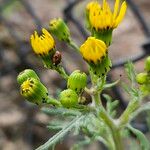 Senecio squalidus Blomma