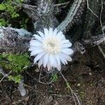 Cylindropuntia fulgida Характер