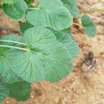 Pelargonium echinatum Hoja
