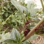 Amaranthus blitoides Folla