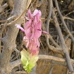 Ipomoea heptaphylla Hábito