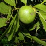 Diospyros nigra Fruto