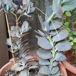 Kalanchoe laxiflora Folha