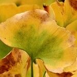 Ginkgo biloba Blad