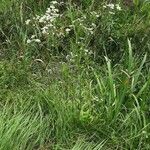 Erigeron annuus Habitat