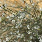 Cytisus multiflorus Bark