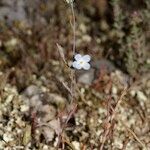 Omphalodes linifolia Habit