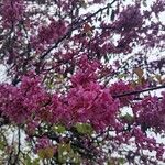 Cercis occidentalis Lorea