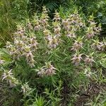 Monarda punctata फूल
