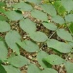 Aralia spinosa Blatt