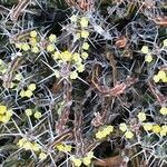 Euphorbia septentrionalis Fleur