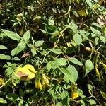 Jasminum odoratissimum Leaf