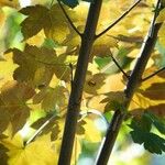 Acer opalus Агульны выгляд