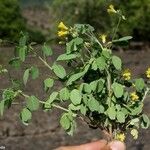 Oxalis frutescens Hàbitat