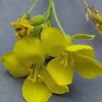 Diplotaxis tenuifolia Flower