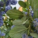 Ceanothus arboreus Folha