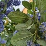 Ceanothus arboreus Ліст