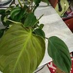 Philodendron verrucosum Blad