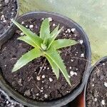 Dyckia brevifolia Лист