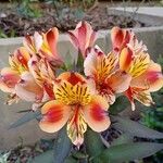 Alstroemeria ligtuKwiat