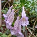 Lysionotus pauciflorus Flower