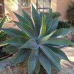 Agave attenuata পাতা