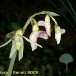 Epipogium aphyllum Flower