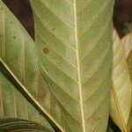 Chrysophyllum colombianum Leaf