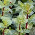 Mentha × rotundifolia Leaf