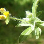 Hymenocarpos circinnatus Hábito