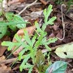 Selaginella sulcataFuelha