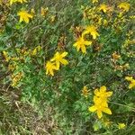 Hypericum maculatum Blüte