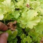 Heuchera villosaЛисток