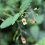 Aeschynomene americana Flower