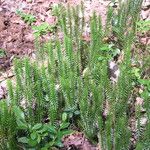 Lycopodium annotinum Yaprak