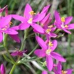 Centaurium littorale Virág