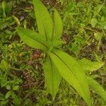 Lactuca indica Folla