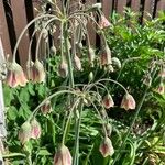 Allium siculumBloem