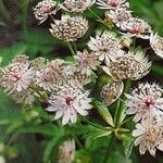 Astrantia major Blomst