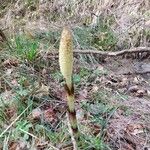 Equisetum telmateiaЦветок