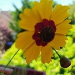 Coreopsis basalis Flower
