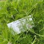 Cicer canariense Leaf
