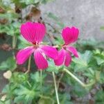 Pelargonium peltatum Virág