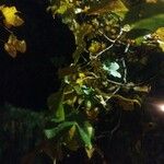 Acer monspessulanum Leaf