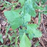 Heliotropium angiospermum Blad